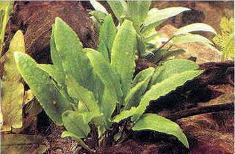 Cryptocoryne beckettii